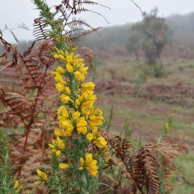 Ulex minor — flower