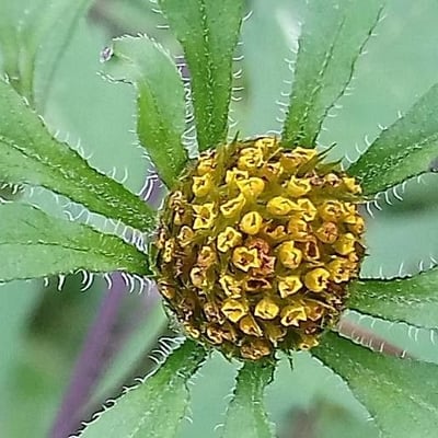 Bidens frondosa — flower