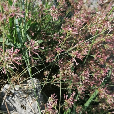Asperula aristata — flower