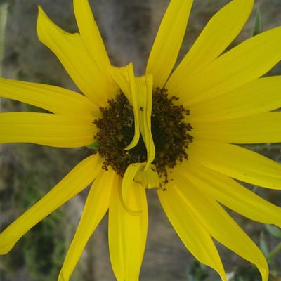 Encelia californica — flower