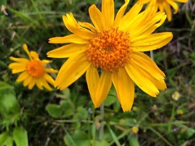 European arnica