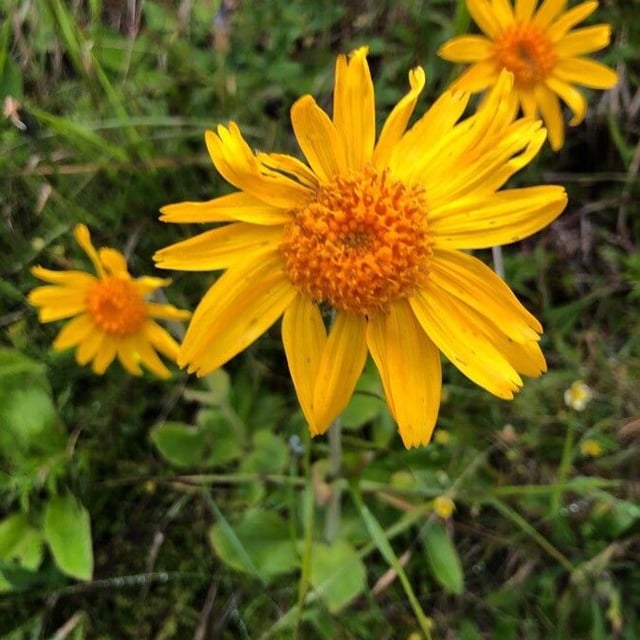 European arnica