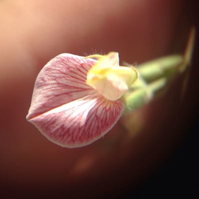 Acmispon americanus — flower
