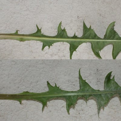 Taraxacum fasciatum — leaf