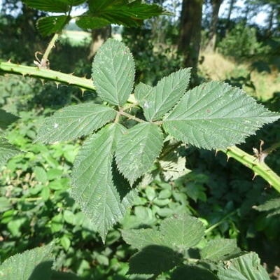 Rubus adspersus — leaf