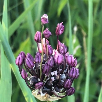 Allium scorodoprasum — flower