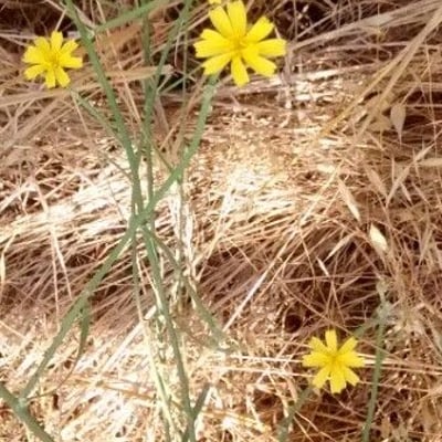 Chondrilla juncea — flower