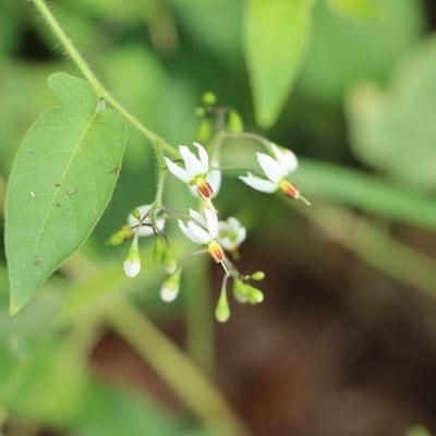 Solanum lyratum — flower