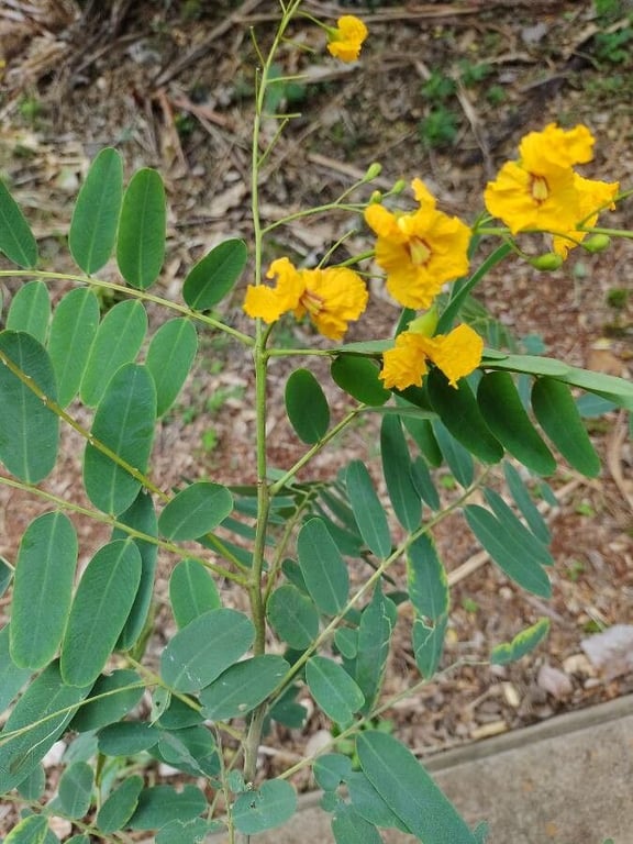 Tiputree