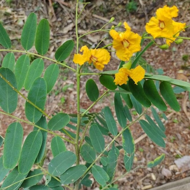 Tiputree