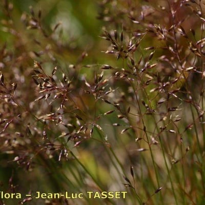 Agrostis rupestris — flower