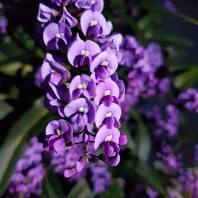 Hardenbergia violacea — flower