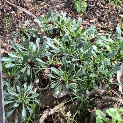 Leucanthemum pallens — leaf