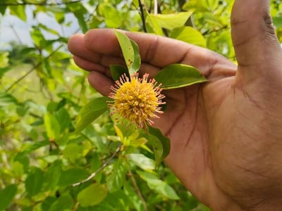 Mitragyna inermis