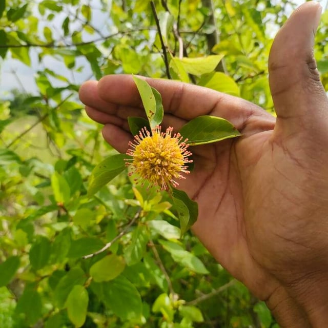 Mitragyna inermis