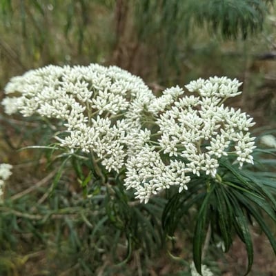 Cassinia aculeata — flower