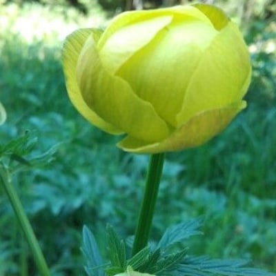 Trollius europaeus — flower