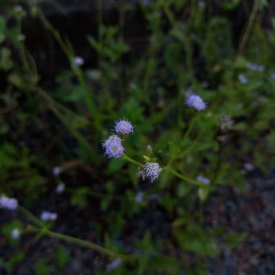 Ageratum conyzoides — flower