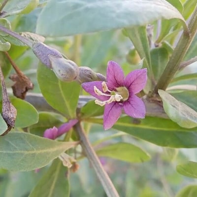 Lycium barbarum — flower