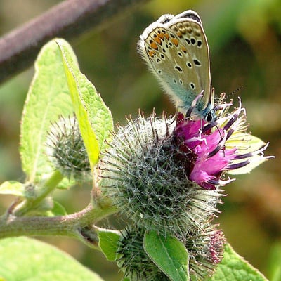 Arctium tomentosum — flower