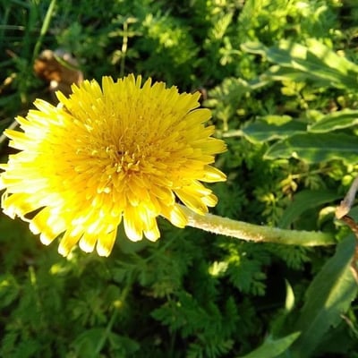 Taraxacum campylodes — flower