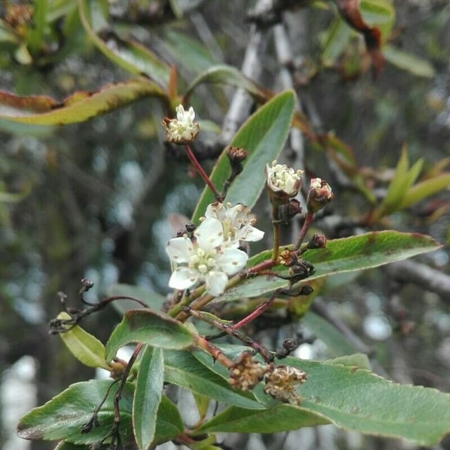 Aronia arbutifolia — flower