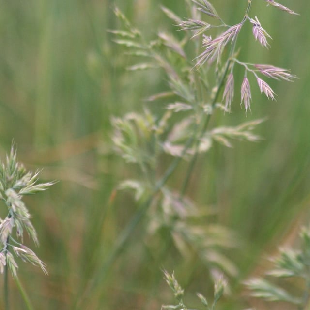 Festuca rupicola — flower