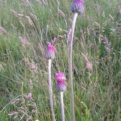 Cirsium tuberosum — flower
