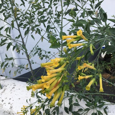 Nicotiana glauca — flower