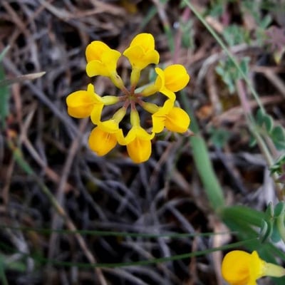 Coronilla minima — flower