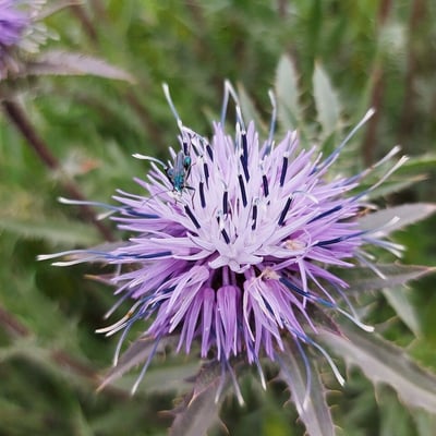 Carthamus caeruleus — flower