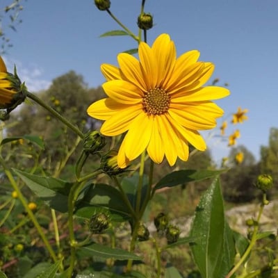 Helianthus tuberosus — flower