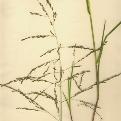 Glyceria striata — flower
