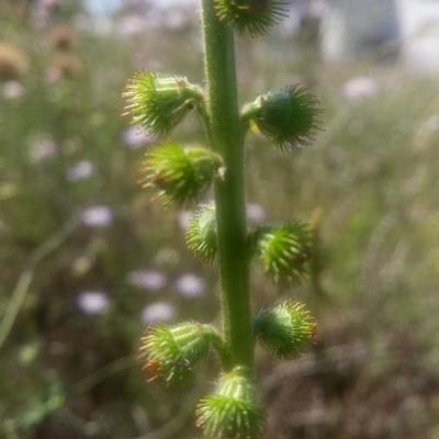 Agrimonia procera — flower
