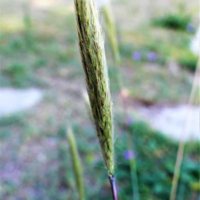 Bothriochloa barbinodis — flower