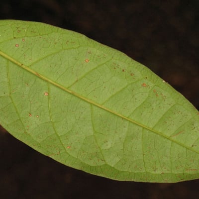Eugenia florida — leaf