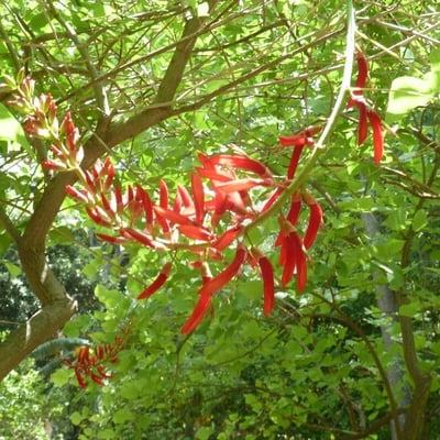 Erythrina herbacea — flower