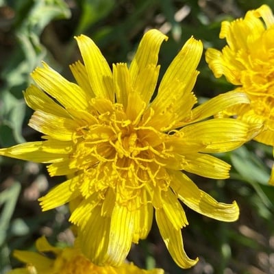 Scorzonera humilis — flower