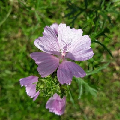 Malva moschata — flower