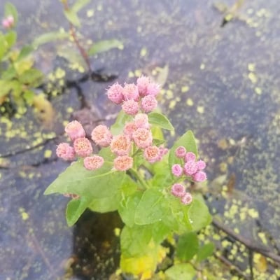 Pluchea odorata — flower