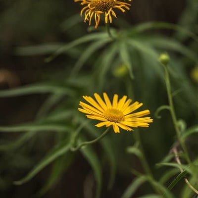 Buphthalmum salicifolium — flower