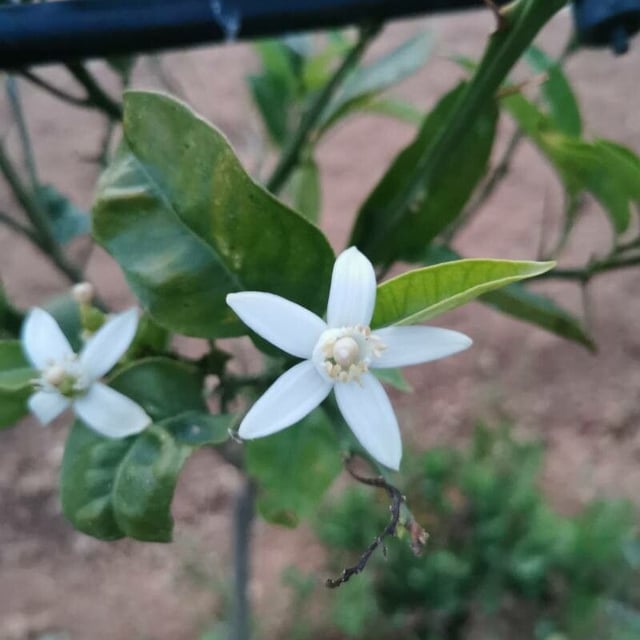 Citrus × aurantium — flower