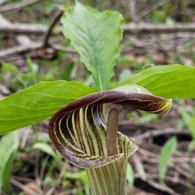 Arisaema triphyllum — flower