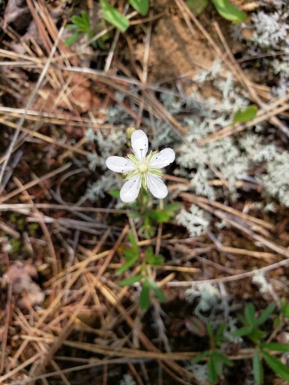 American goldthread