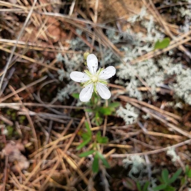 Coptis trifolia — flower