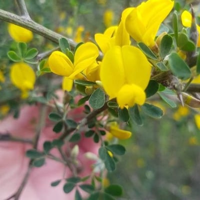 Calicotome villosa — flower