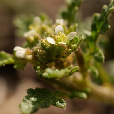 Erucastrum supinum — flower