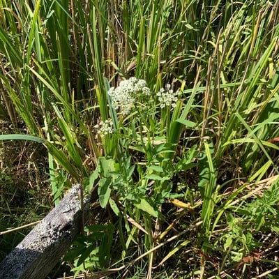 Sium latifolium — flower