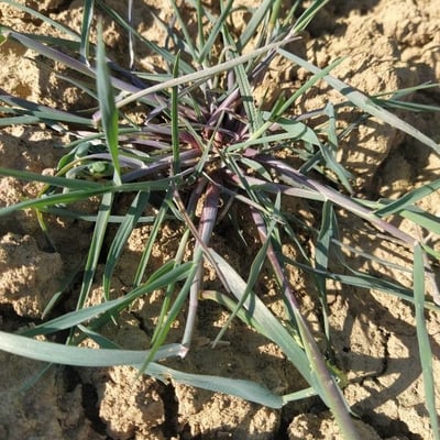Poa glauca — leaf