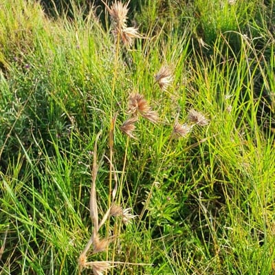 Themeda triandra — flower